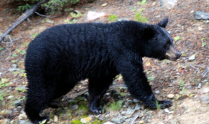 The Black Bear of Lake Louise